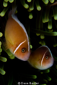 nemo nemo nemo by Dave Baxter 